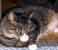 Cat Finger