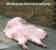 Fat Splat