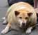 Fat Dog
