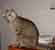 WTF Cat Thumbnail